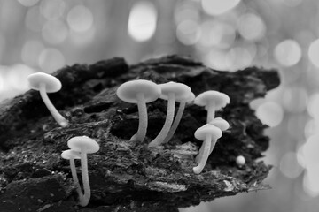Natural white mushrooms in the forest