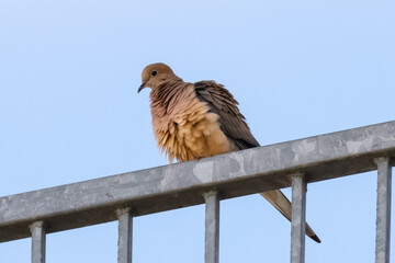 mourning dove