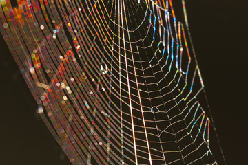 spider web with dew drops