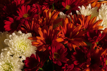 red and white chrysanthemum