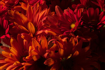 red flowers