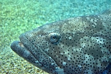 Large tropical fish