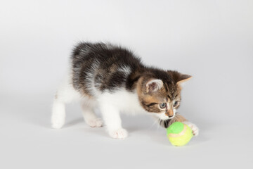 Fototapeta na wymiar Kitten Playing with Ball
