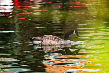 country goose on the lake