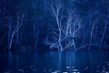 夕暮れのダケカンバとオンネトー（足寄町）