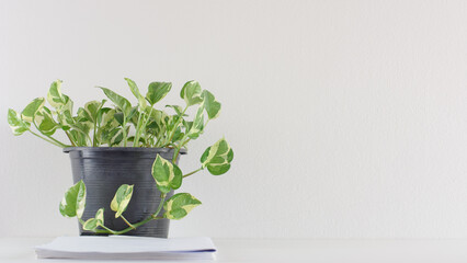 A pot betel leaf plant to purify air on desk office.