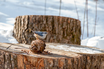 Nuthatch feeding on pine nuts in winter forest