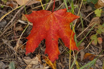 red maple leaf