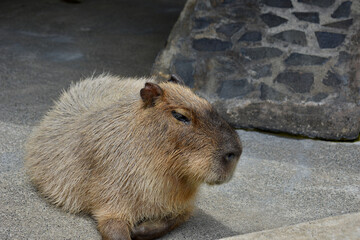 Capybara