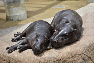 Hippopotamus sleeping