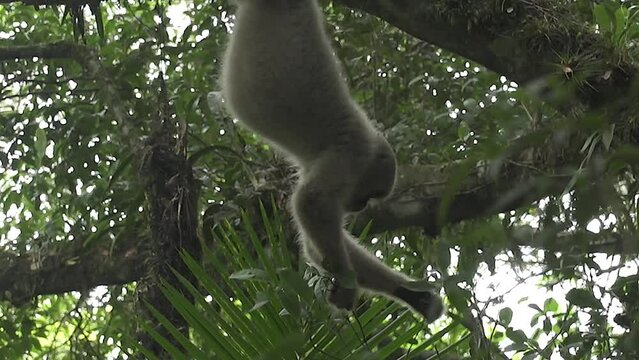 Muriqui, Brachyteles, Mata Atlantica, Primate