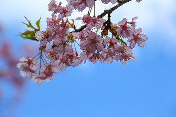 淀緑地の河津桜