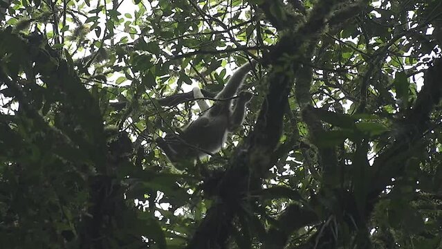 Muriqui, Brachyteles, Mata Atlantica, Primate