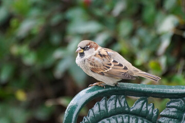 sparrow on a fence