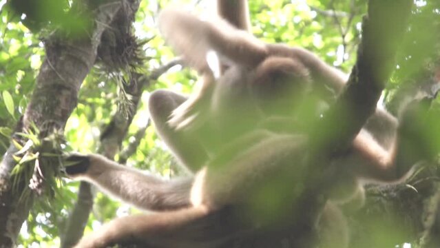 Muriqui, Brachyteles, Mata Atlantica, Primate