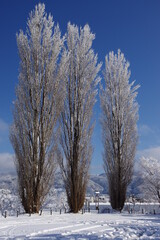雪のポプラ　K3CP7874