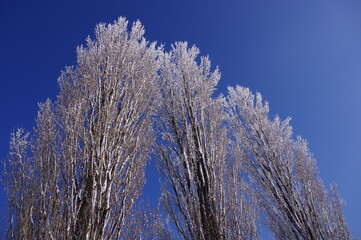 雪のポプラ　K3CP7877