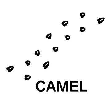 camel foot print, animal paw print illustration on white background 