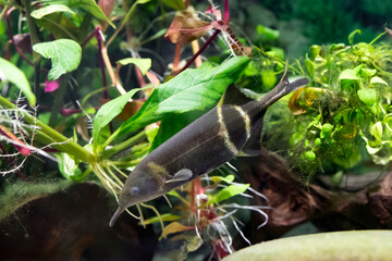 Elephant Nose - Gnathonemus petersii