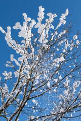 Taunus im Winter bei Inversionswetterlage