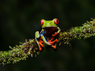 Red-eyed tree frog bright vivid colors at night in tropical rainforest treefrog in jungle Costa Rica  