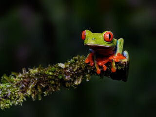 Red-eyed tree frog bright vivid colors at night in tropical rainforest treefrog in jungle Costa Rica  