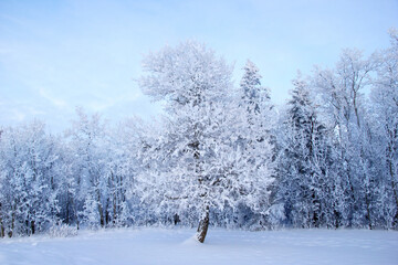Winter scene from the forest, pine tree in the valley in snow.