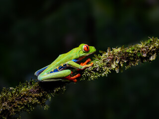 Red-eyed tree frog bright vivid colors at night in tropical rainforest treefrog in jungle Costa Rica  