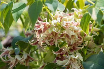 Stauntonia hexaphylla flower, Evergreen Akebia