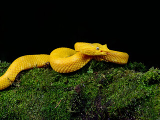 Eyelash Viper snake at night in tropical rainforest in Costa Rica