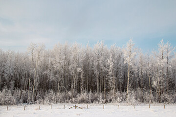 Winter forest, high trees in snow along the road.