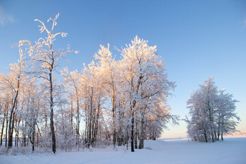 Beautiful winter view of trees in hoarfrost in the morning light.