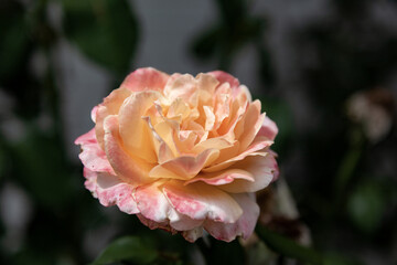 Orange rose