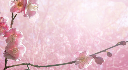 冬の晴れの日に照らされるピンクの梅の花とつぼみ
雛祭りの背景花びら追加