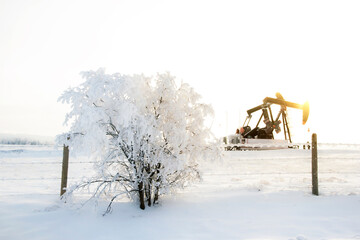 Pump jack in the sunrise light and the bush in snow in the oilfield.