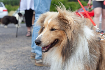 Sheltie Walkies.