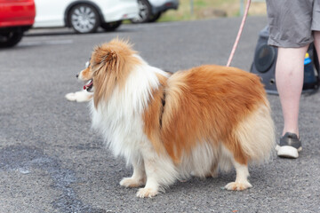 Sheltie Walkies