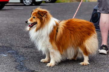 Sheltie Walkies
