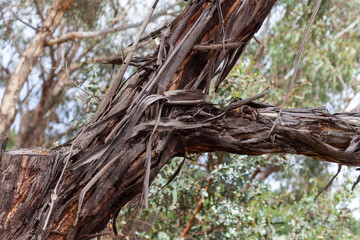Stringy Bark
