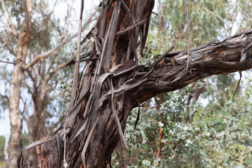 Stringy Bark
