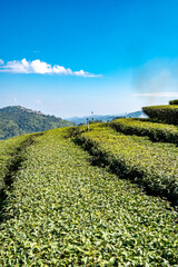 Fototapeta na wymiar At a tea plantation in the Maesalong Mountains in Chiang Rai