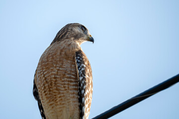 The red-shouldered hawk bird perching on electric cable looking for prey to hunt