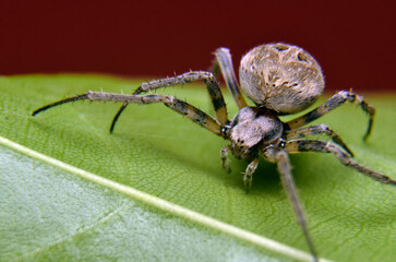 wolf spider