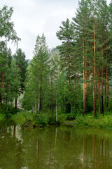 Summer landscape. The shore of the forest lake