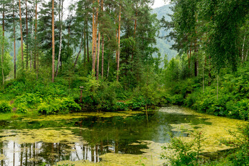 Summer landscape. A forest lake overgrown with mud.