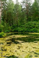 Summer landscape. A forest lake overgrown with mud.