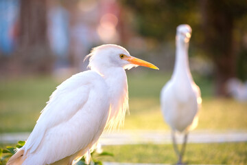 Obraz premium White cattle egret wild bird, also known as Bubulcus ibis walking on green lawn in summer