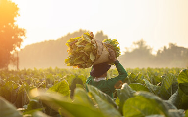 Farmer working in the tobacco field and collect tobacco leaves. Man is carrying the harvest of tobacco leaves in the harvest season. Farmers were growing or agriculture business concept.