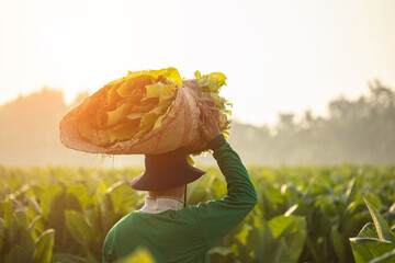 Farmer working in the tobacco field and collect tobacco leaves. Man is carrying the harvest of...