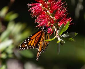 Fototapeta na wymiar The Monarch butterfly in a garden sanctuary